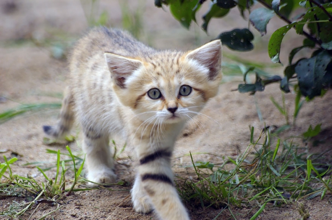 Барханные кошки: Очарование дикой природы