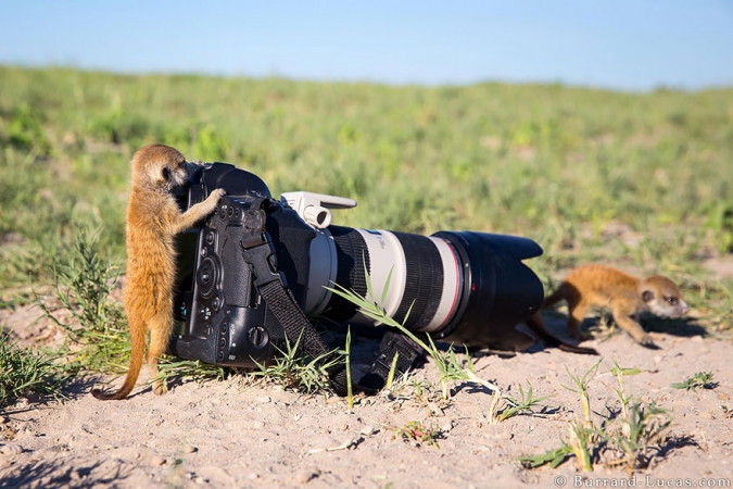 Кавайняшка: Животные (и птицы) хотят стать фотографами