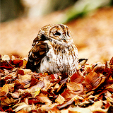Кавайняшка: Осень и животные (и одна сова)