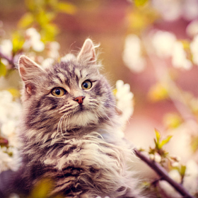 Красивые мини картинки (фотографии) с кошками