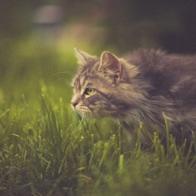 Красивые мини картинки (фотографии) с кошками