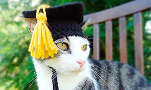 Кошки в вязанных шапочках