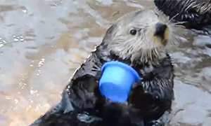 Кавайняшка: Морская выдра играет с пластиковыми чашечками