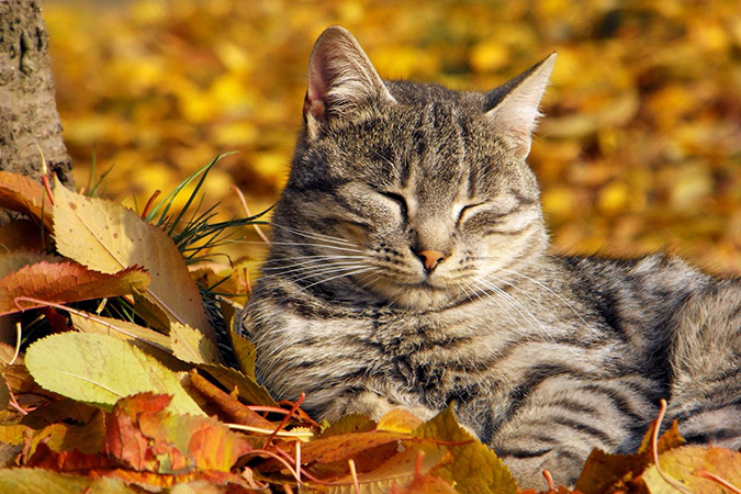 10 котов наслаждающихся осенней погодой