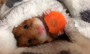 Кавайняшка: Хомячок ест морковку перед сном