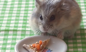 Видео: Маленький хомячок ест маленькую пиццу