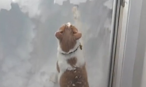 Кот прорывает ход в снегу