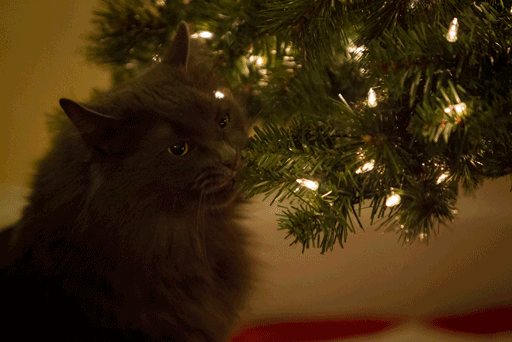 Кошки против (и за) новогодних ёлок