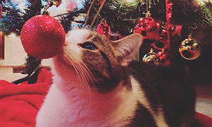 Кошки против (и за) новогодних ёлок