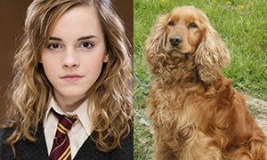 Герои Гарри Поттера в образах собак