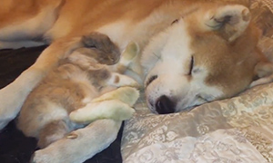 Видео: Кролик и собака дружно спят рядом