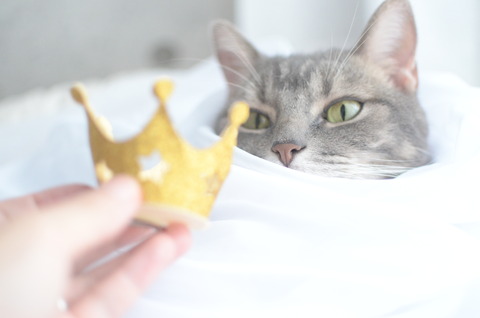 Кавайняшка: Кошка принцесса