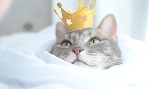 Кавайняшка: Кошка принцесса