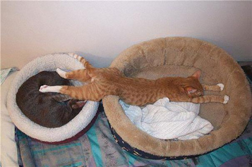 8 доказательств того, что кошки могут спать в любых положениях