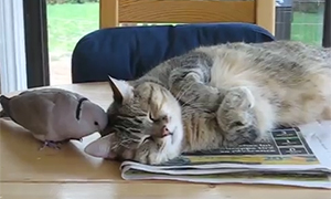 Видео: Голубь мешает спать кошке