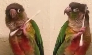 Кавайняшка: Попугай расчесывается с помощью ватной палочки