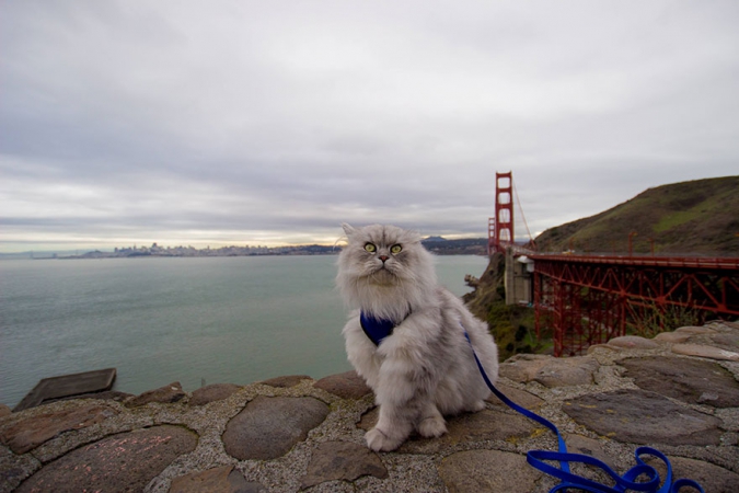 Кавайняшка: Гендальф - кот путешественник