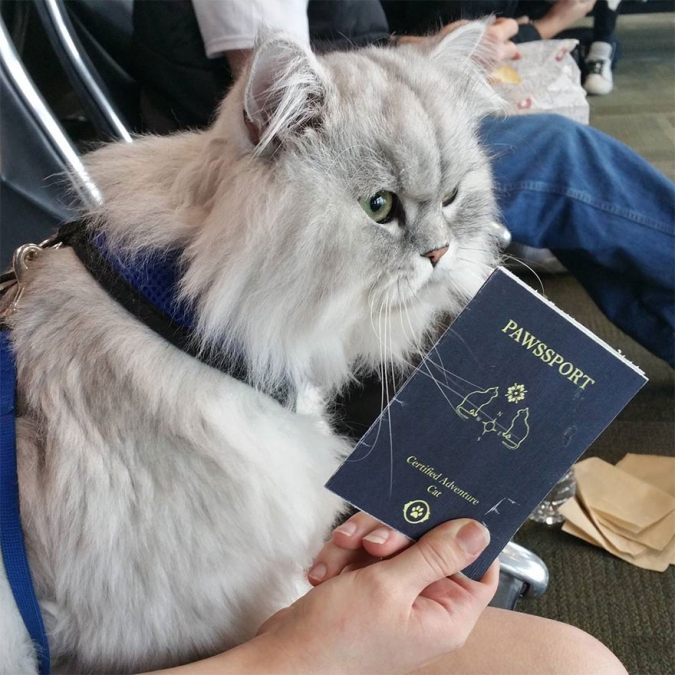Кавайняшка: Гендальф - кот путешественник