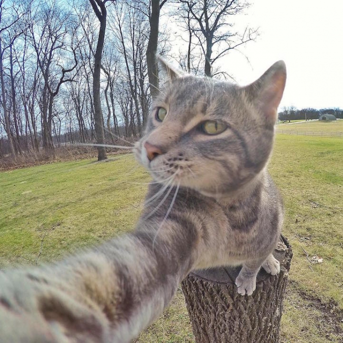 Кот, который делает идеальные селфи фото