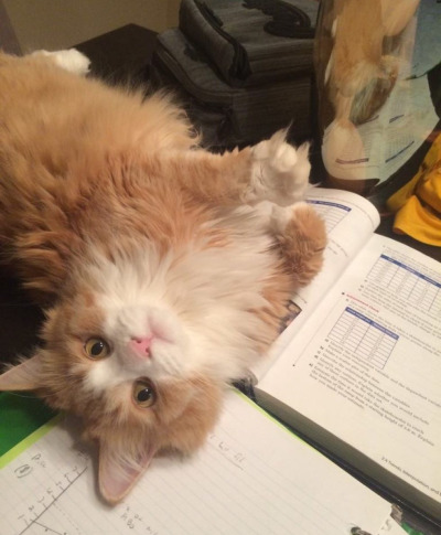 Кавайняшка: Котята и книги