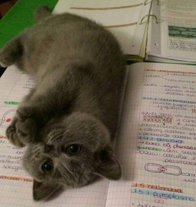 Кавайняшка: Котята и книги