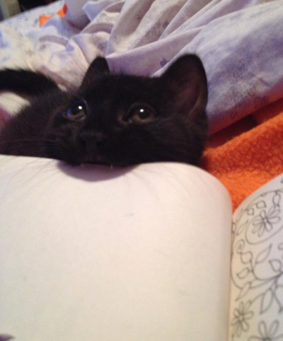 Кавайняшка: Котята и книги