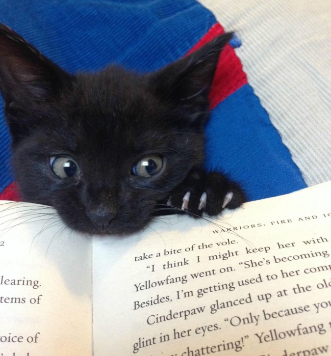 Кавайняшка: Котята и книги