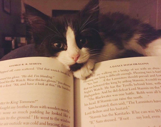 Кавайняшка: Котята и книги