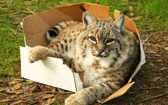 10 доказательств того что все кошки любят коробки
