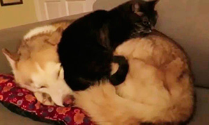 Видео: Кошка удобно устраивается спать на собаке