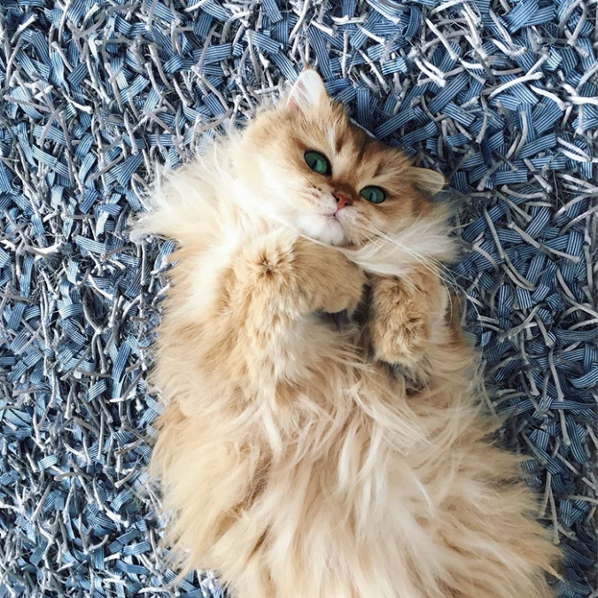 Красивая зеленоглазая кошка Смузи