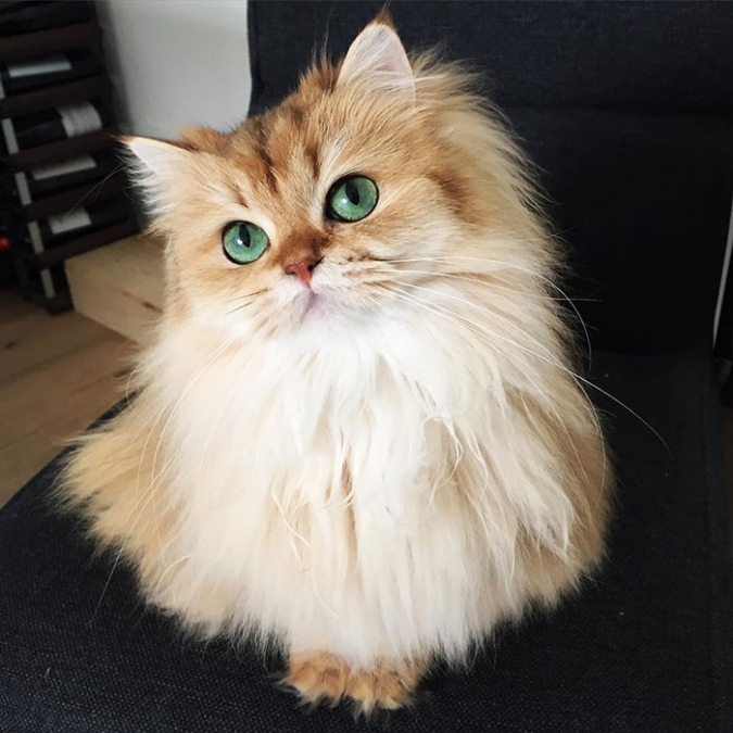 Красивая зеленоглазая кошка Смузи