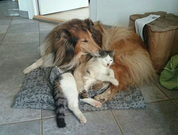 Кот и Собака стали неразлучными