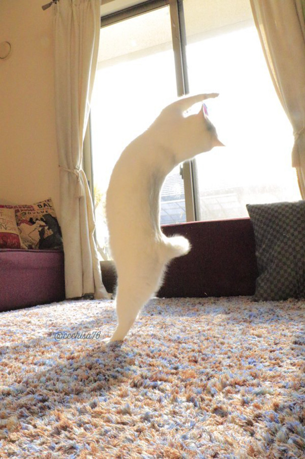 Кошка балерина