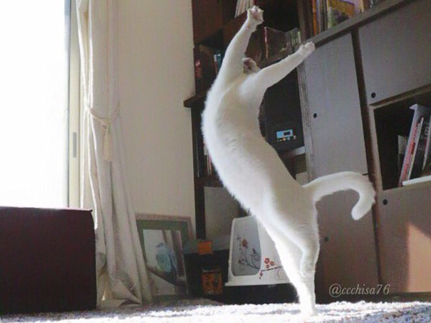 Кошка балерина