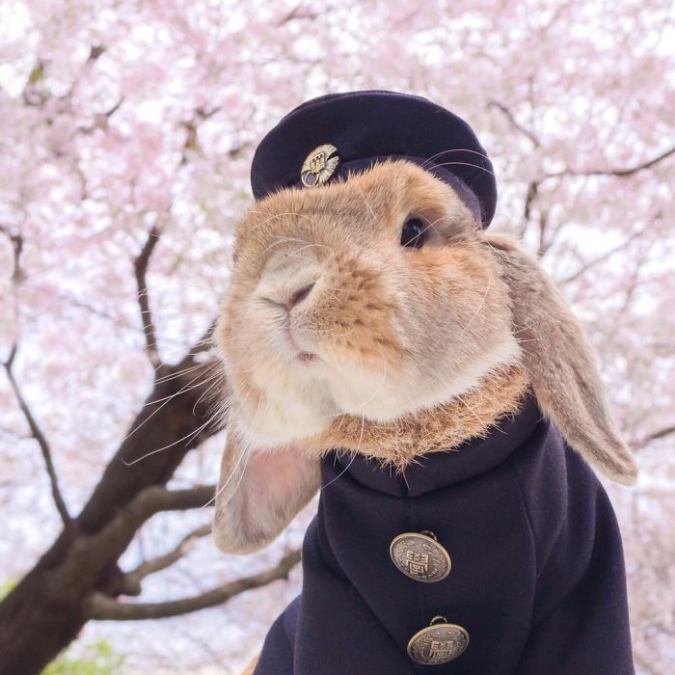 Самый стильный кролик PuiPui