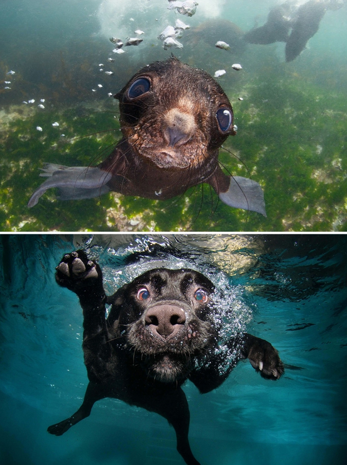 Тюлени на самом деле морские щенки