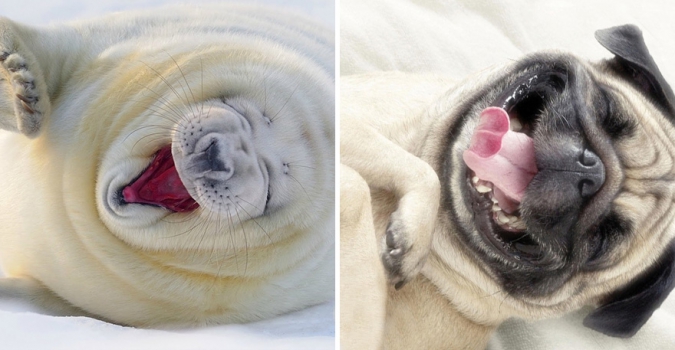 Тюлени на самом деле морские щенки