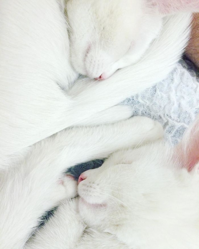 Самые красивые кошки близнецы