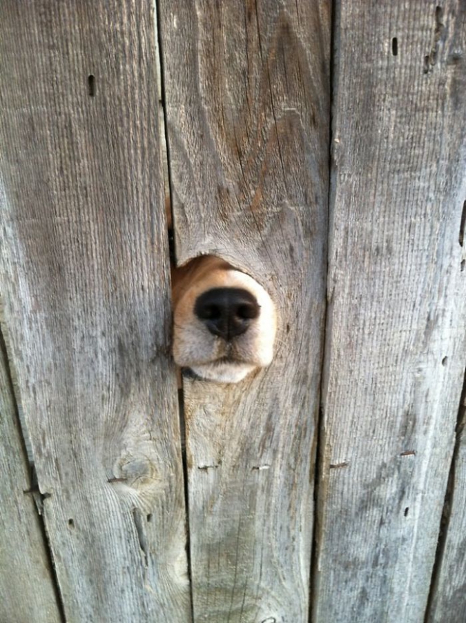 Фото собак, очень хотевших сказать "привет"