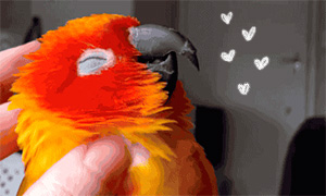 Видео: Попугаю нравятся почесывания