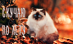 Пушистые кошки и осень