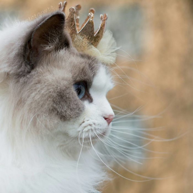 Кошка Аврора - пушистая принцесса