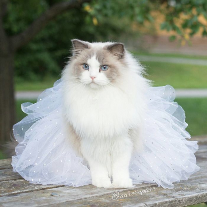 Кошка Аврора - пушистая принцесса