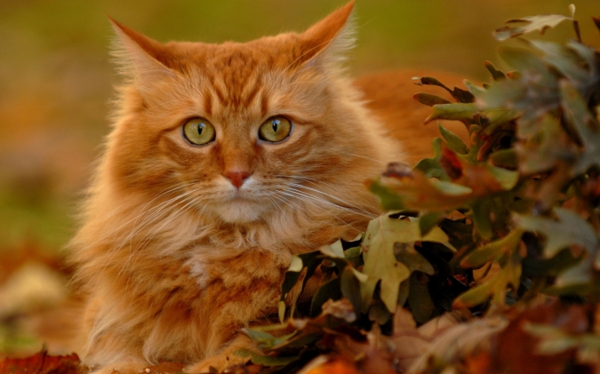 Пушистые кошки и осень