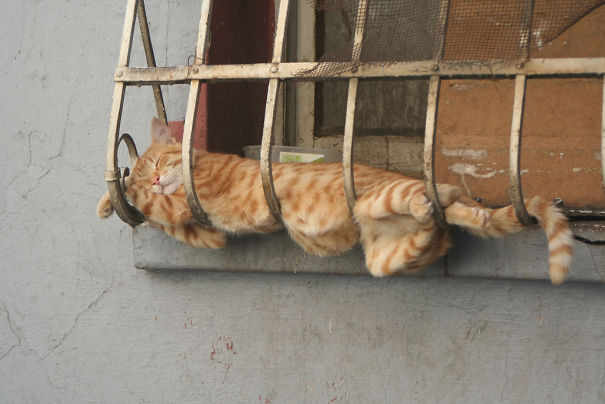 10 доказательств того, что кошки могут уснуть где угодно