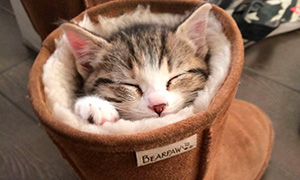 10 доказательств того, что кошки могут уснуть где угодно