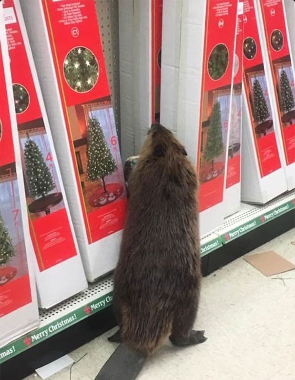 Бобер пришел в магазин за новогодними покупками