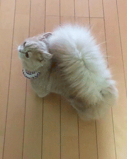 Кошка с хвостом как у белки Кошка с хвостом как у белки