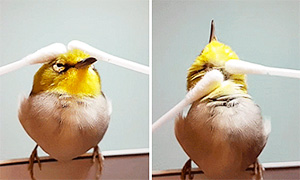 Маленькая птичка наслаждается массажем ватными палочками